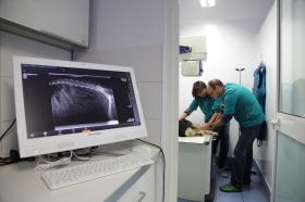 Radiologia digitale - Veterinaria Trieste