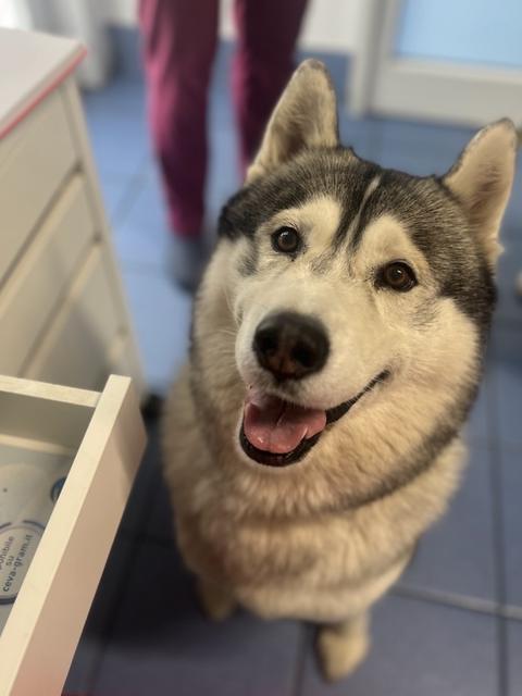 Un husky sorridente