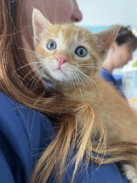 Un gattino rosso con gli occhi azzurri