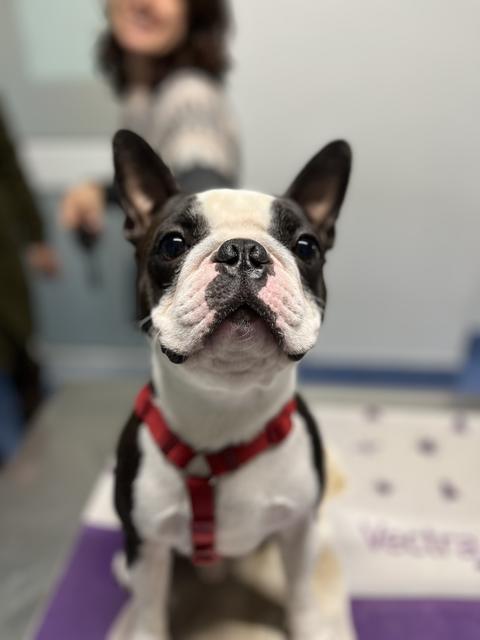 Un boston terrier con la pettorina rossa
