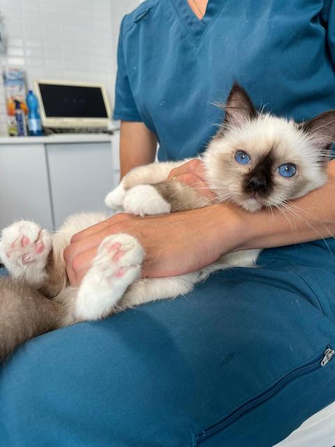 Un gatto sacro di Birmania in braccio