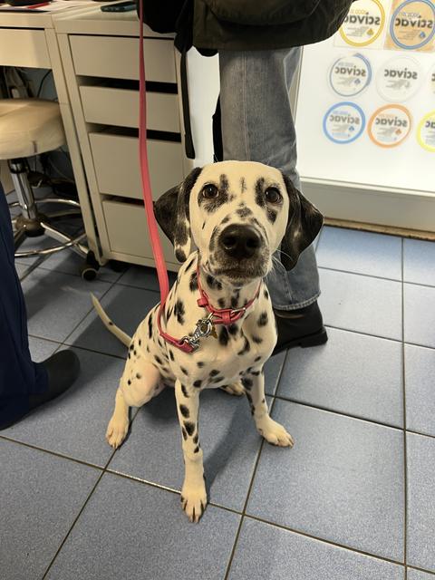 Un dalmata seduto in sala visite
