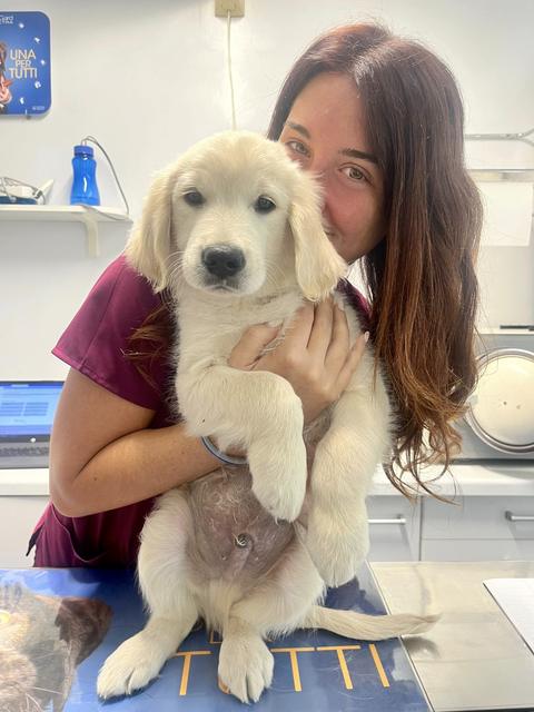 Un cucciolo di golden retriever sul tavolo da visita