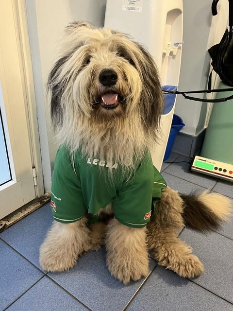 Un cane a pelo lungo con la maglietta verde