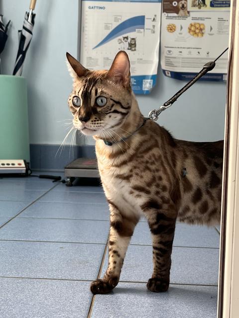 Un gatto bengala al guinzaglio