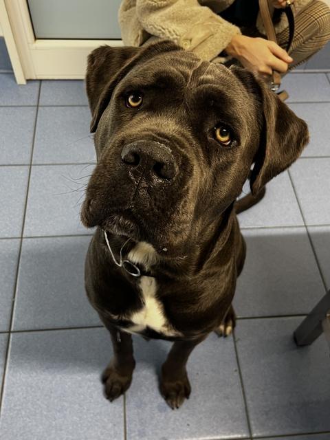 Un cane corso seduto
