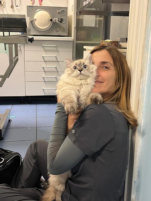 Un gatto persiano in braccio