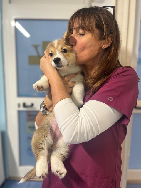 Un cucciolo di corgi in braccio