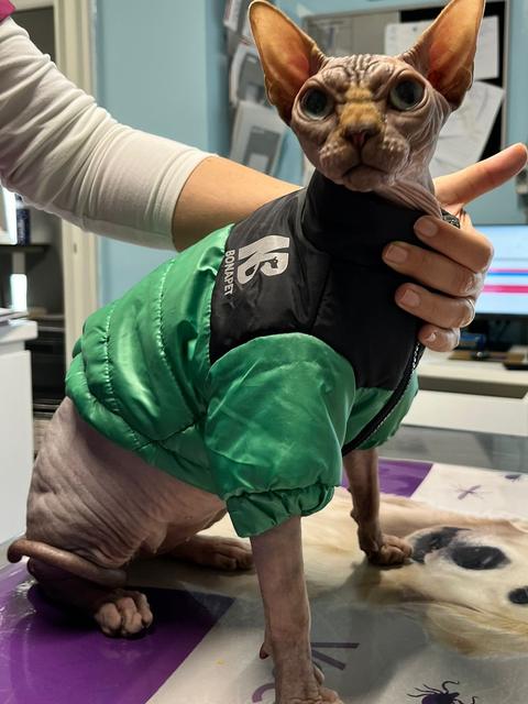 Un gatto sphynx con il maglioncino verde