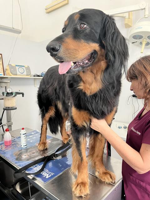 Un setter gordon sul tavolo da visita