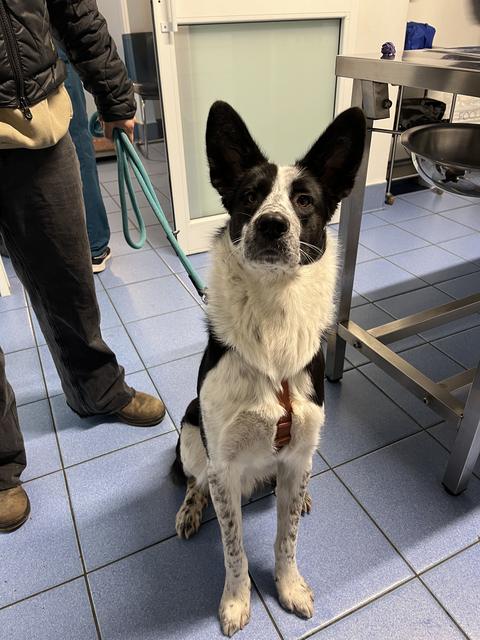 Pippo, un cane bianco e nero seduto