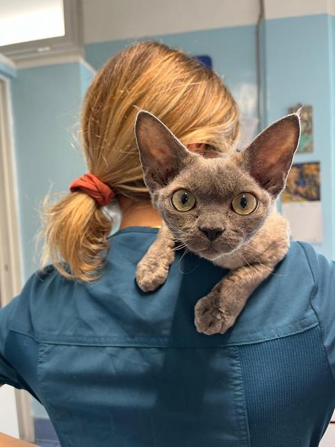 Un gatto devon rex sulla spalla