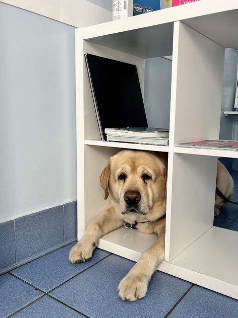 Un labrador nascosto nella libreria