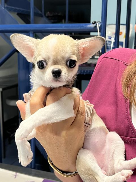 Un chihuahua in braccio