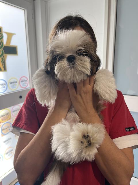 Uno shih tzu in braccio