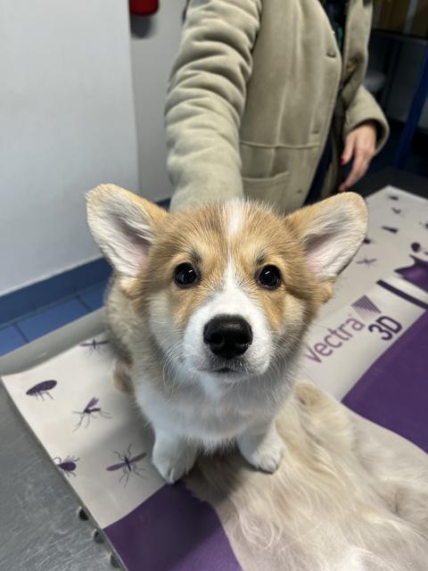 Un cucciolo seduto in sala visite