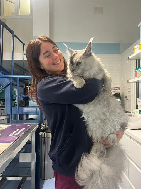Un gatto maine coon in braccio