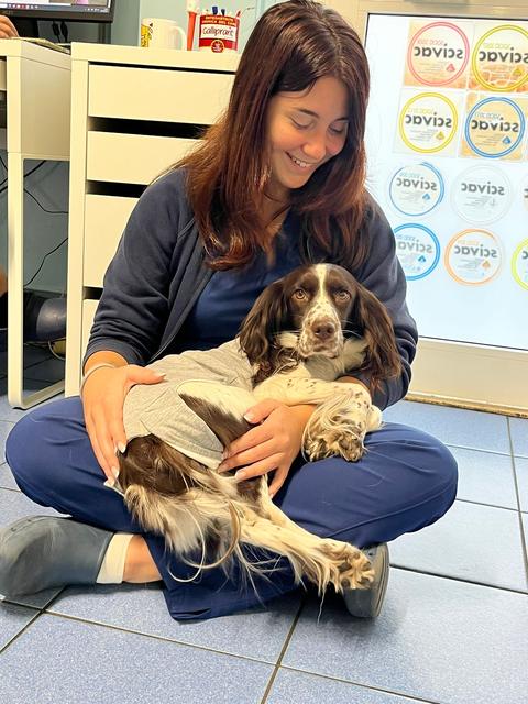 Polda, uno springer spaniel in braccio