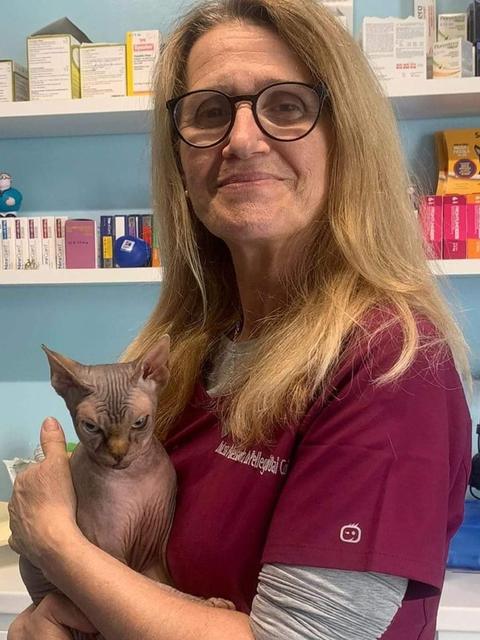 Un gatto sphynx in braccio