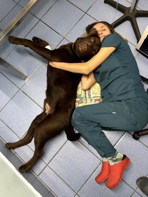 Un labrador color cioccolato abbracciato sul pavimento