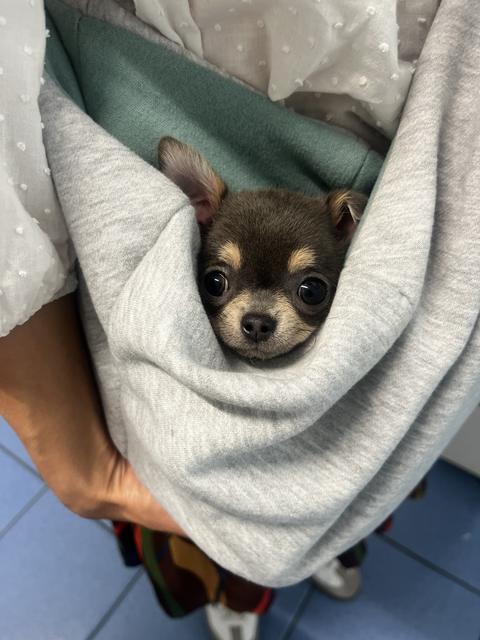 Un chihuahua avvolto in una coperta