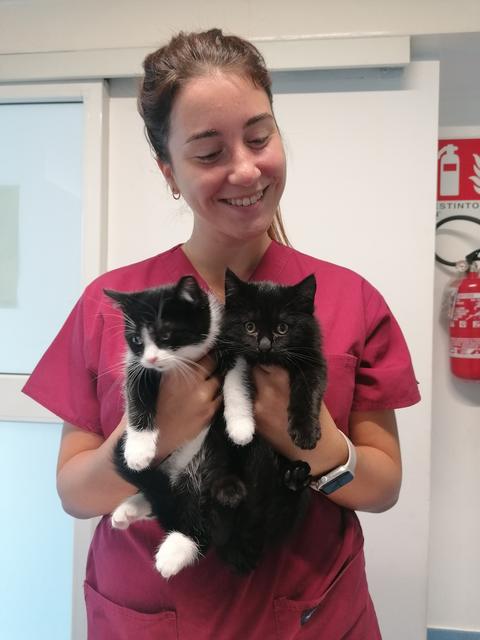 Due gattini bianchi e neri in braccio