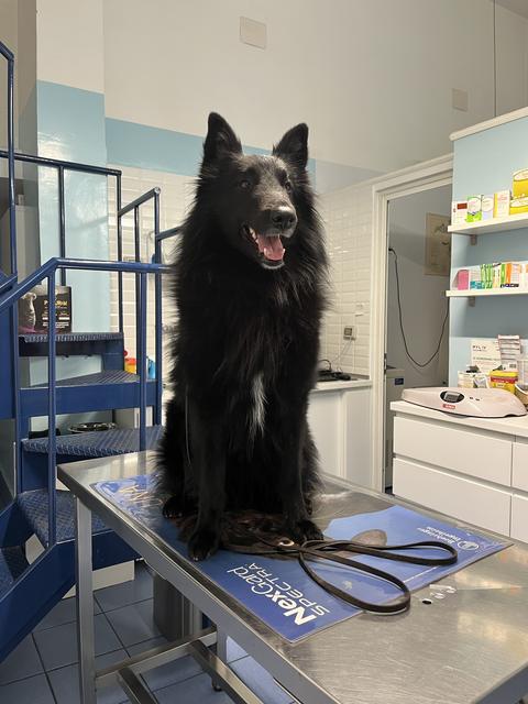 Un pastore belga nero sul tavolo da visita