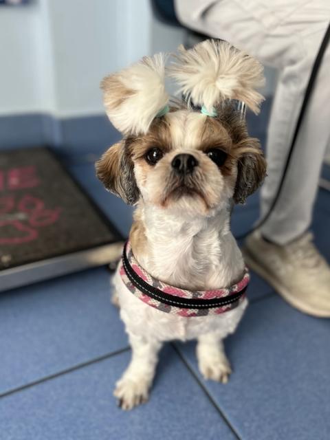 Uno shih tzu con la pettorina rosa