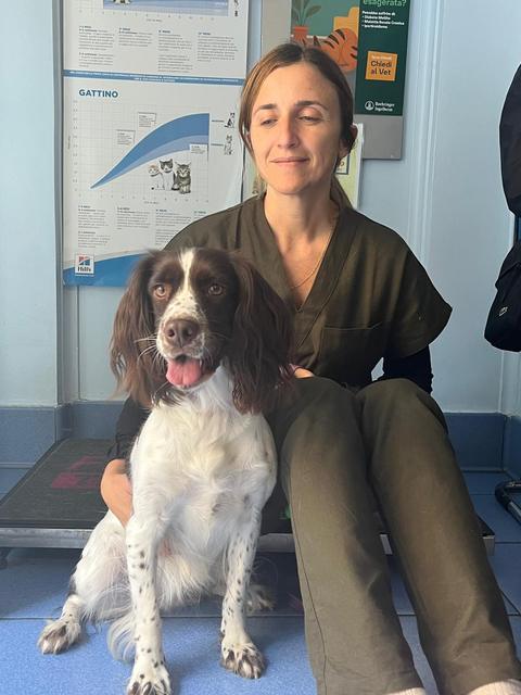 Uno springer spaniel seduto accanto alla dottoressa