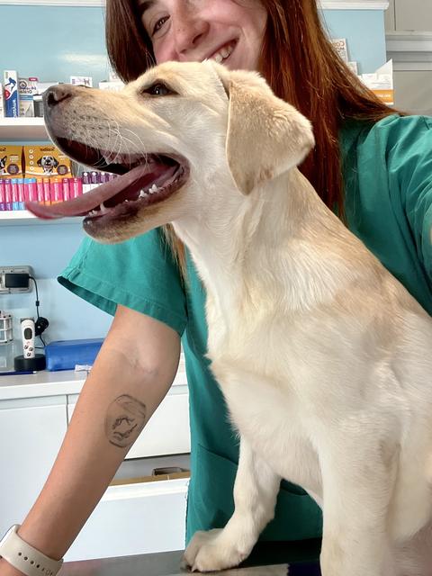 Un labrador biondo sul tavolo da visita